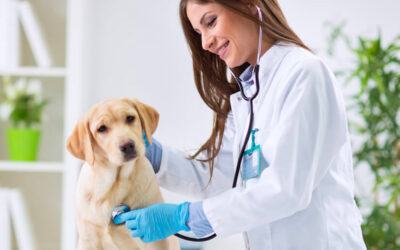 Curso de técnico em veterinária – Tudo sobre